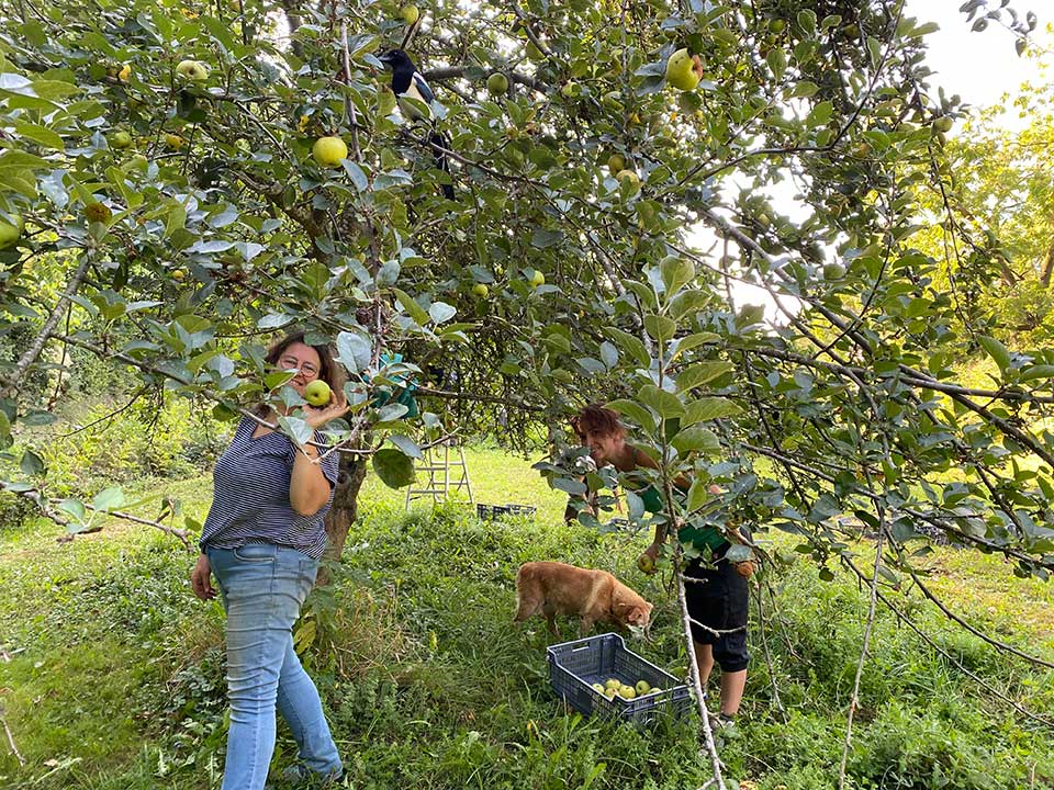 Cueillette des pommes à Herrebouc