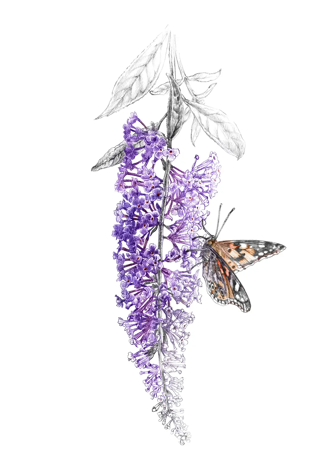 Illsutration botanique Buddleia-Buddleja davidii ©FlorenceGendre