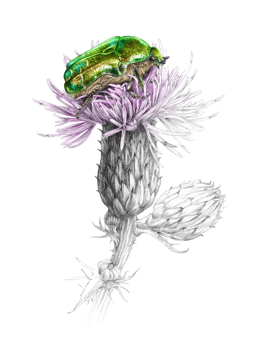 illustration botanique Chardon des champs-Cirsium arvense ©FlorenceGendre 
