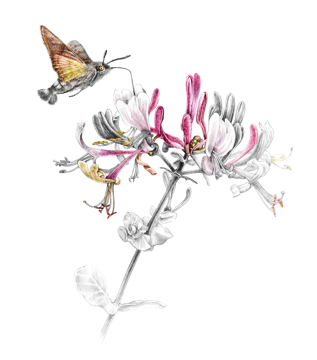illustration Botanique ChevrefeuilleEtrurie-LoniceraEtrusca-MoroSphinx-SphinxColibri  ©FlorenceGendre