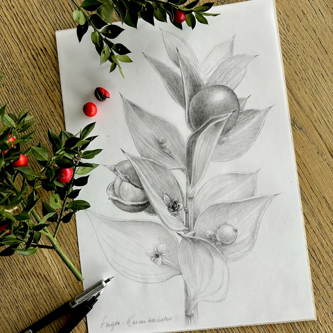 Dessin Fragon ©FlorenceGendre