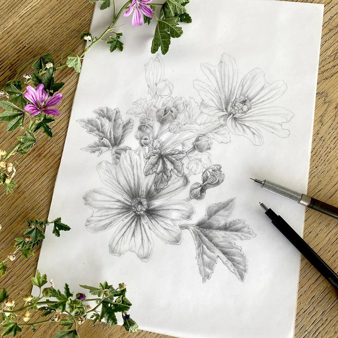 illustration botanique Grande mauve ©FlorenceGendre copie