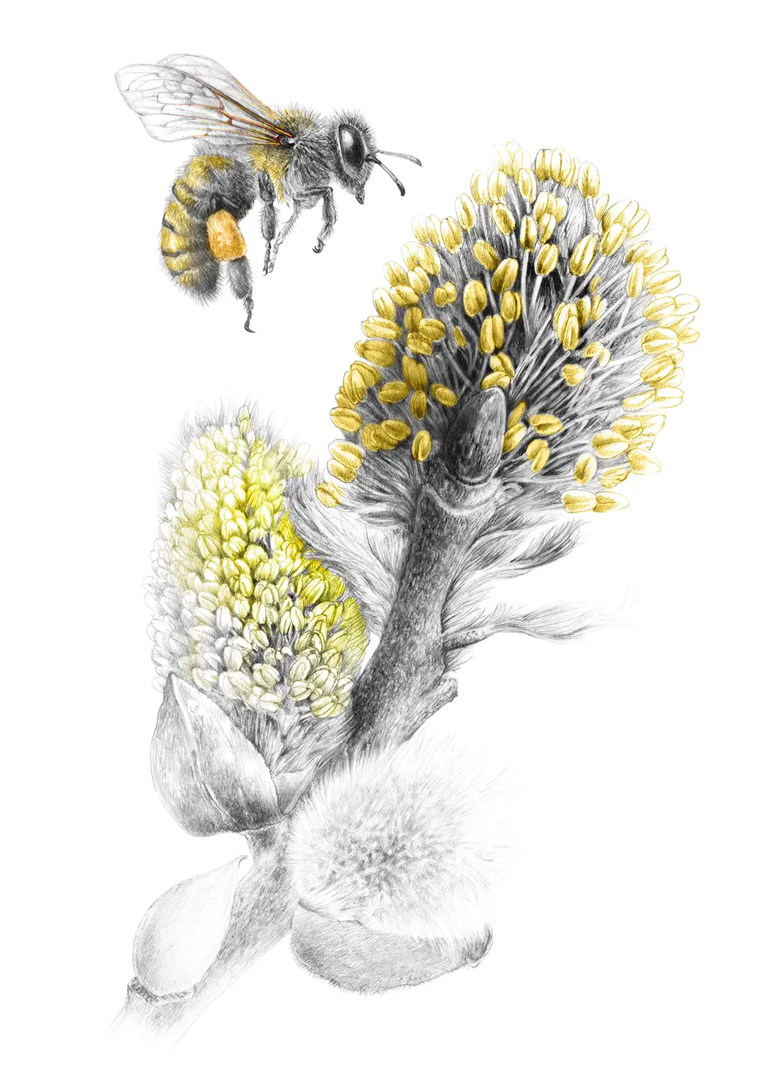 Saule marsault-Salix caprea©FlorenceGendre copie