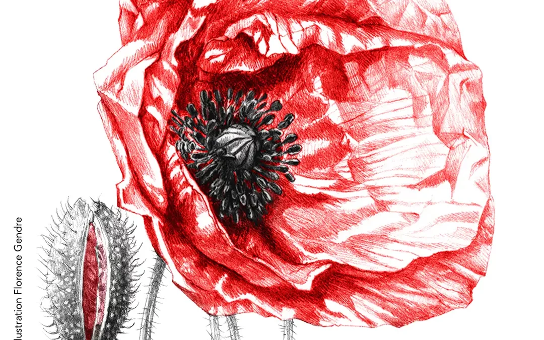 Exposition de dessins botaniques de Florence Gendre