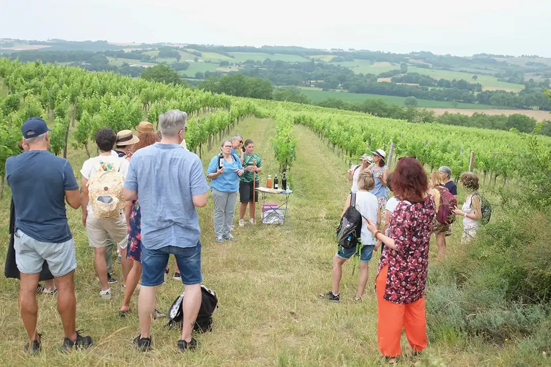 balade aux vignes à l'occasion de Herrebouc au grand air